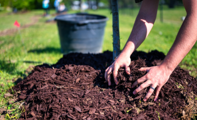 Mulching in California: A Complete Guide